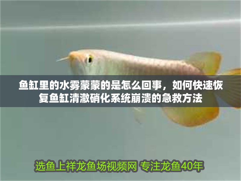 魚缸里的水霧蒙蒙的是怎么回事，如何快速恢復(fù)魚缸清澈硝化系統(tǒng)崩潰的急救方法