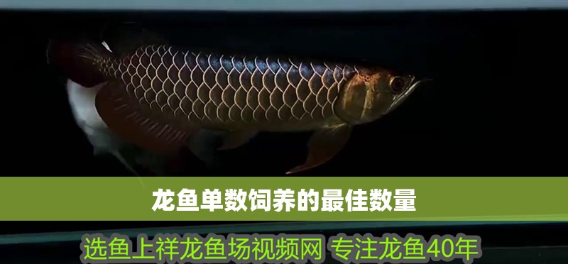 龍魚單數飼養的最佳數量