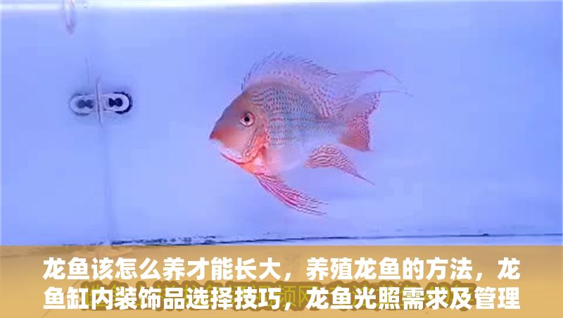 龍魚該怎么養(yǎng)才能長大，養(yǎng)殖龍魚的方法，龍魚缸內(nèi)裝飾品選擇技巧，龍魚光照需求及管理方法