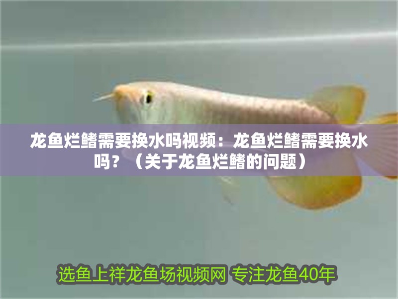 龍魚爛鰭需要換水嗎視頻：龍魚爛鰭需要換水嗎？（關(guān)于龍魚爛鰭的問題）