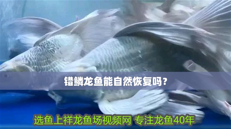 錯鱗龍魚能自然恢復(fù)嗎？