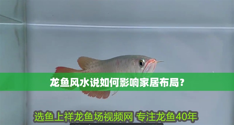 龍魚(yú)風(fēng)水說(shuō)如何影響家居布局？