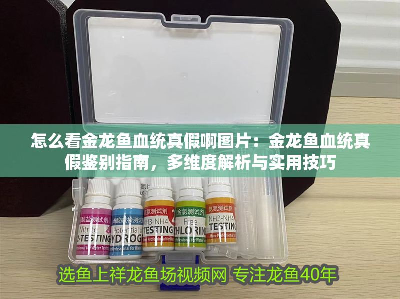 怎么看金龍魚(yú)血統(tǒng)真假啊圖片：金龍魚(yú)血統(tǒng)真假鑒別指南，多維度解析與實(shí)用技巧