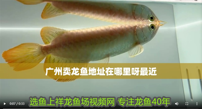 廣州賣龍魚地址在哪里呀最近