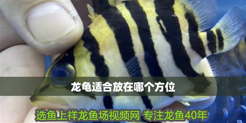 龍龜適合放在哪個(gè)方位