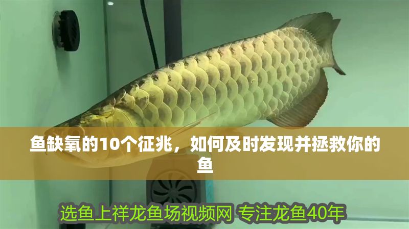 魚缺氧的10個征兆，如何及時發現并拯救你的魚