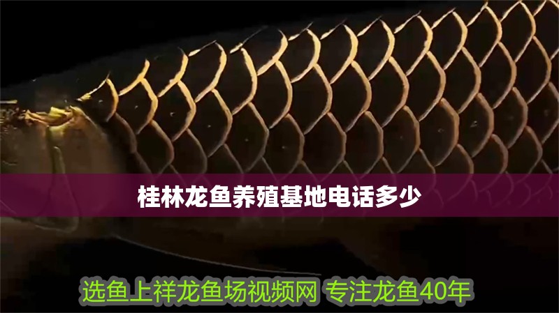 <strong><mark>桂林</mark></strong>龍魚養殖基地電話多少