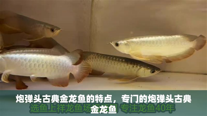 炮彈頭古典金龍魚的特點，專門的炮彈頭古典金龍魚