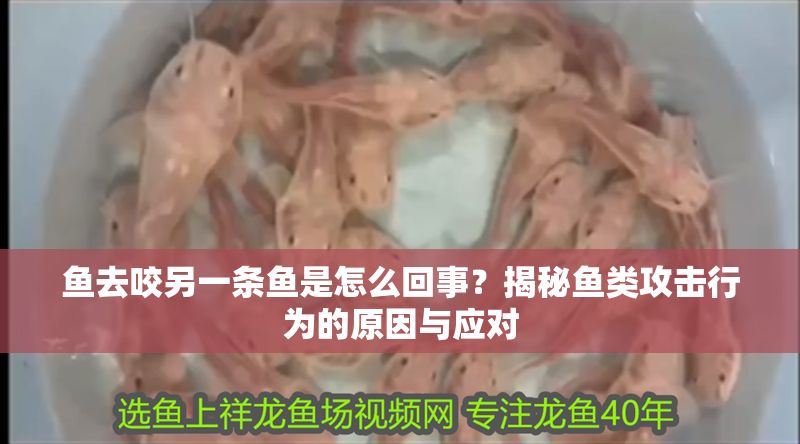 魚去咬另一條魚是怎么回事？揭秘魚類攻擊行為的原因與應對