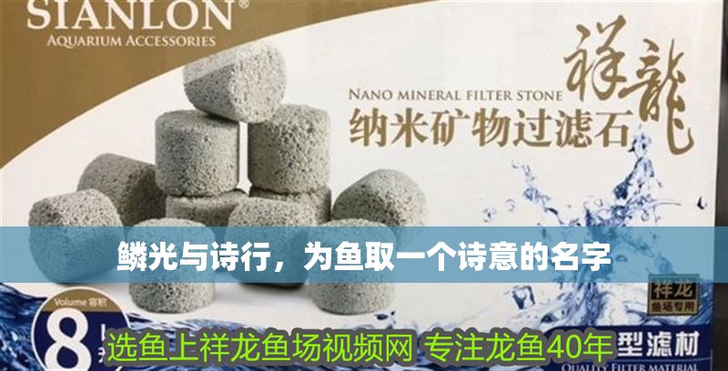 鱗光與詩行，為魚取一個(gè)詩意的名字 鱗光與詩行，為魚取一個(gè)詩意的名字 龍魚百科 第1張
