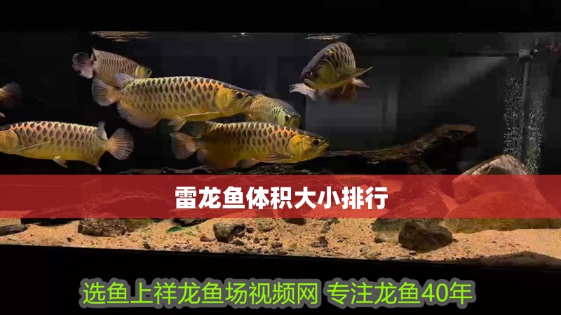 雷龍魚體積大小排行