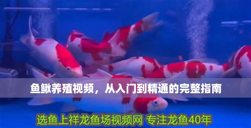 魚鰍養殖視頻，從入門到精通的完整指南