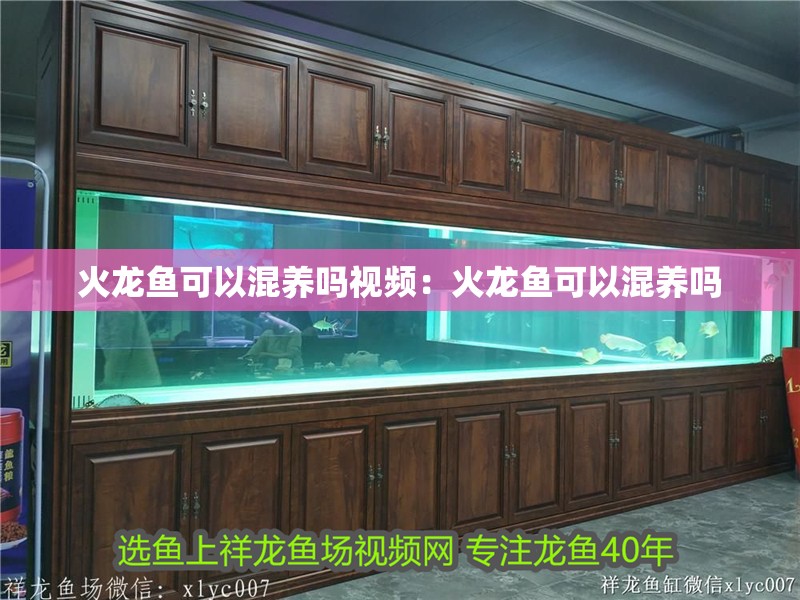 火龍魚可以混養(yǎng)嗎視頻：火龍魚可以混養(yǎng)嗎