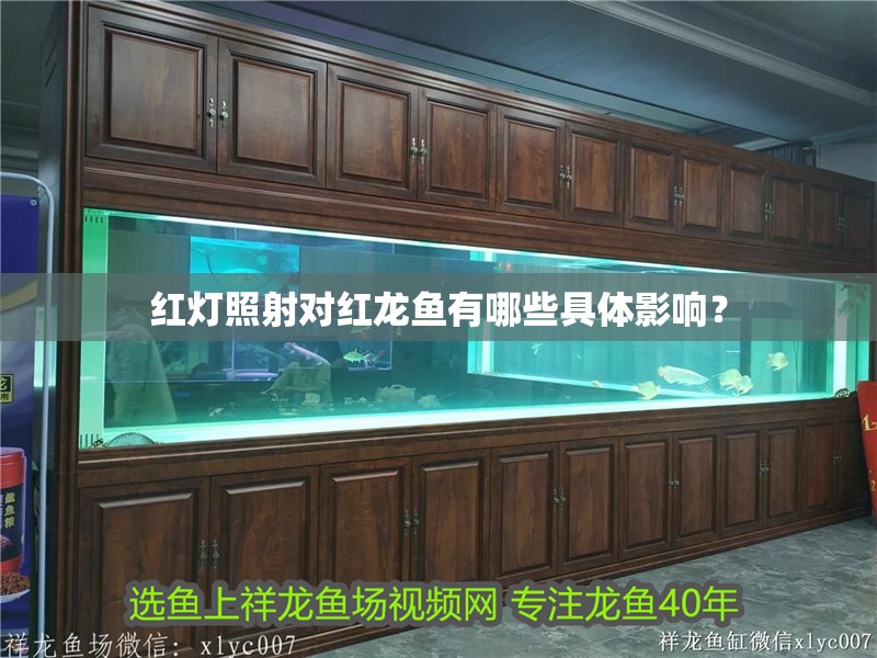 紅燈照射對紅龍魚有哪些具體影響？