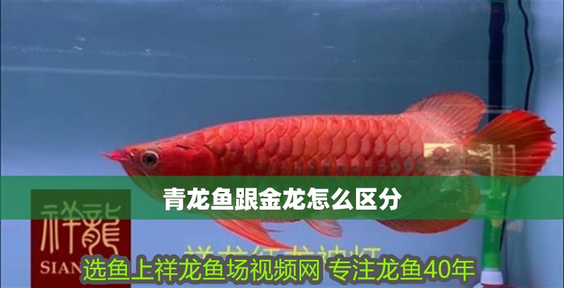 青龍魚跟金龍怎么區(qū)分