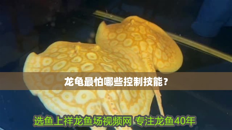 龍龜最怕哪些控制技能？