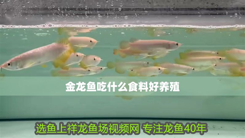 金龍魚吃什么食料好養殖
