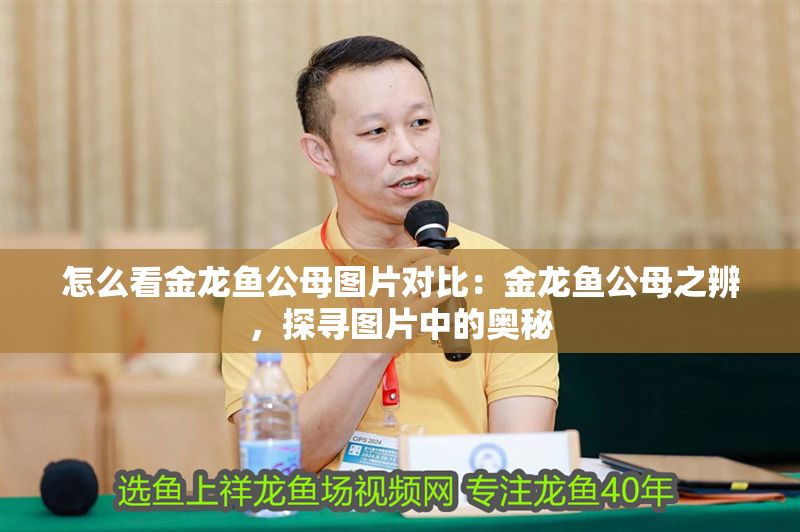 怎么看金龍魚公母圖片對(duì)比：金龍魚公母之辨，探尋圖片中的奧秘