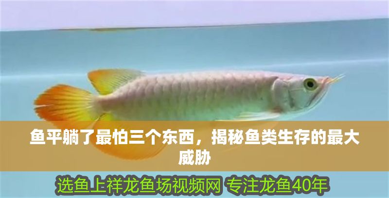 魚平躺了最怕三個東西，揭秘魚類生存的最大威脅