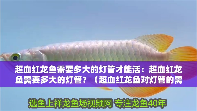 超血紅龍魚需要多大的燈管才能活：超血紅龍魚需要多大的燈管？（超血紅龍魚對燈管的需求）