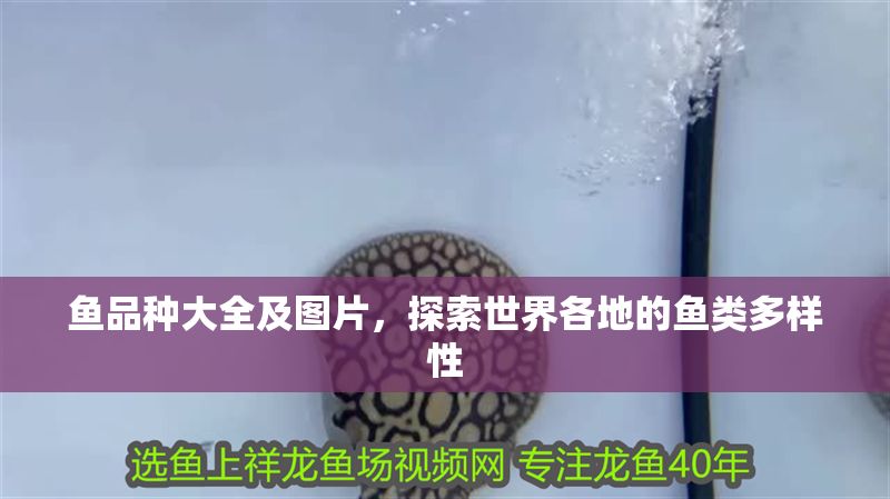 魚品種大全及圖片，探索世界各地的魚類多樣性