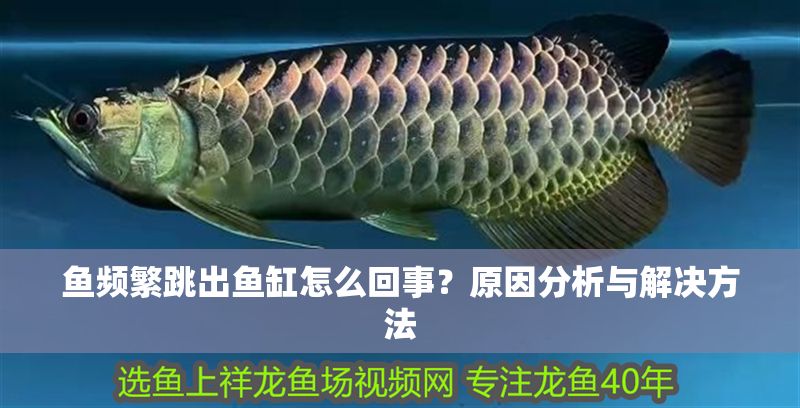 魚頻繁跳出魚缸怎么回事？原因分析與解決方法