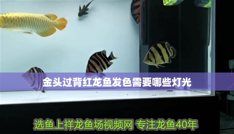金頭過背紅龍魚發色需要哪些燈光