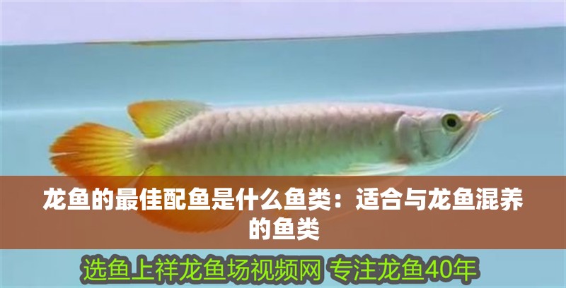 龍魚的最佳配魚是什么魚類：適合與龍魚混養的魚類