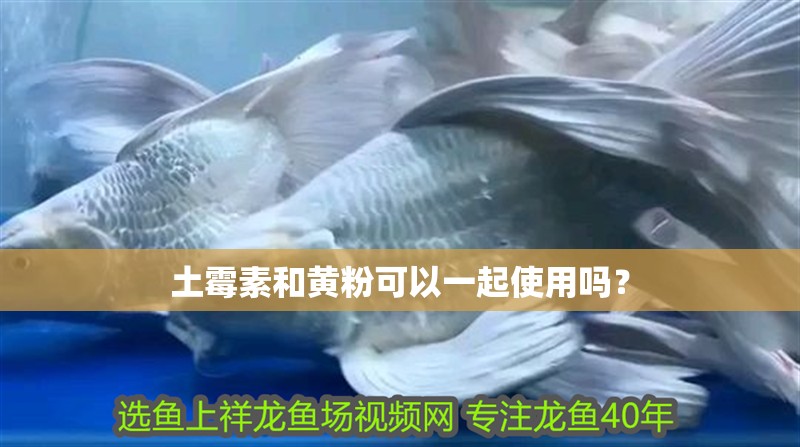 土霉素和黃粉可以一起使用嗎？