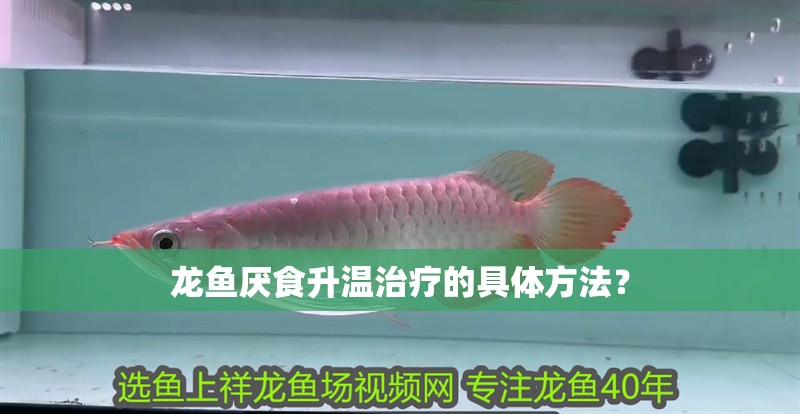 龍魚厭食升溫治療的具體方法？