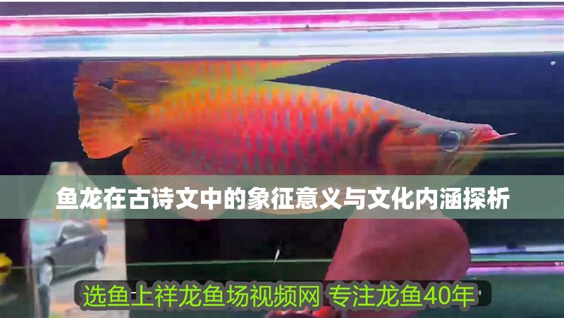 魚龍在古詩文中的象征意義與文化內涵探析