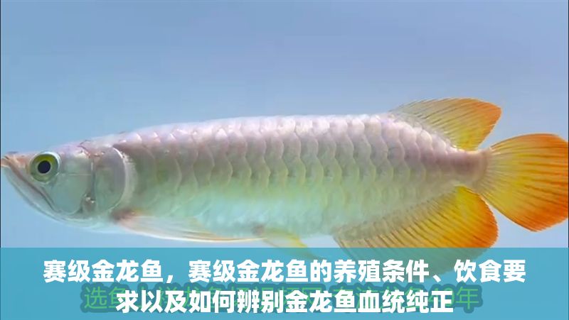 賽級金龍魚，賽級金龍魚的養殖條件、飲食要求以及如何辨別金龍魚血統純正
