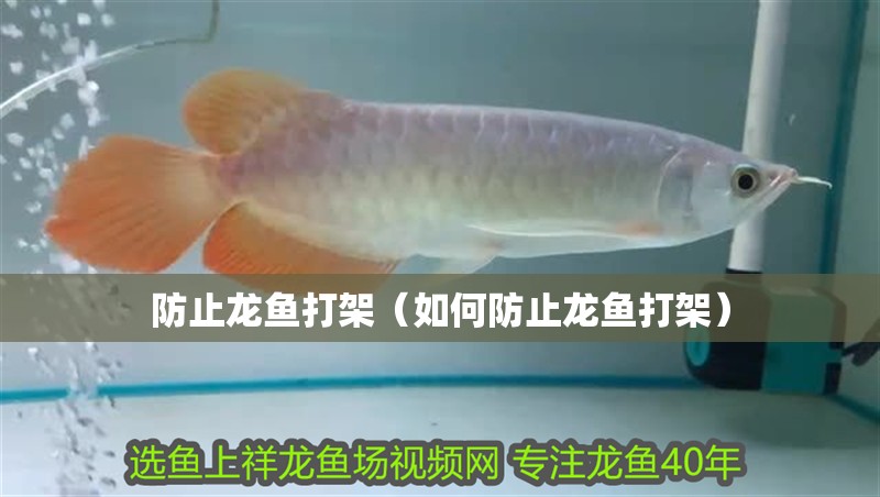 防止龍魚打架（如何防止龍魚打架）