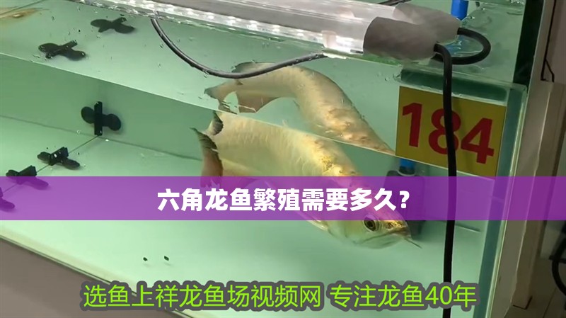 六角龍魚繁殖需要多久？