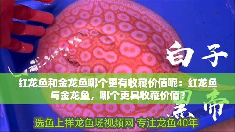 紅龍魚和金龍魚哪個更有收藏價值呢：紅龍魚與金龍魚，哪個更具收藏價值？