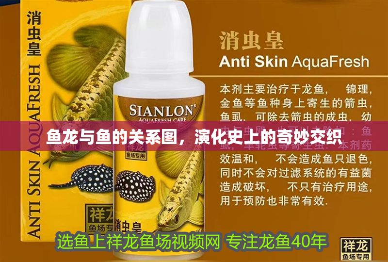 魚(yú)龍與魚(yú)的關(guān)系圖，演化史上的奇妙交織