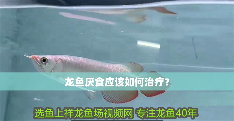 龍魚(yú)厭食應(yīng)該如何治療？