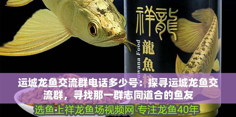 運城龍魚交流群電話多少號：探尋運城龍魚交流群，尋找那一群志同道合的魚友