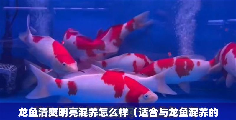龍魚清爽明亮混養(yǎng)怎么樣（適合與龍魚混養(yǎng)的魚類并注意管理細節(jié)，龍魚混養(yǎng)注意管理細節(jié)）