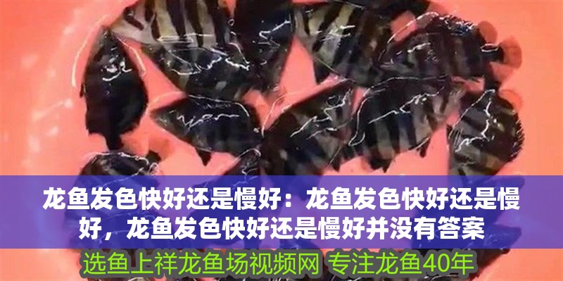 龍魚發色快好還是慢好：龍魚發色快好還是慢好，龍魚發色快好還是慢好并沒有答案