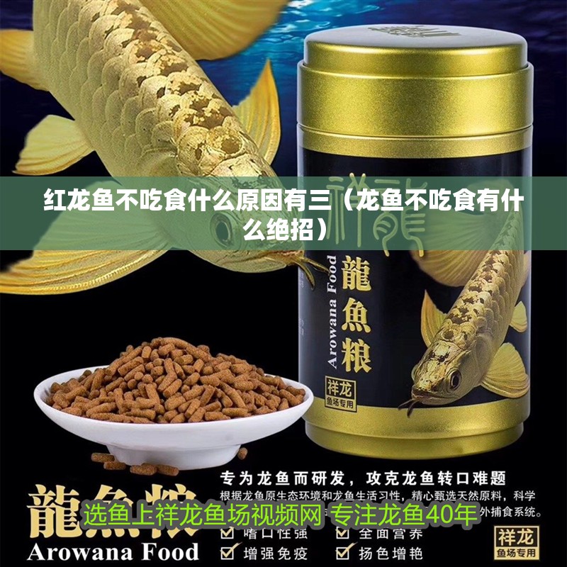 紅龍魚不吃食什么原因有三（龍魚不吃食有什么絕招）