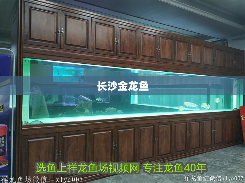 長沙金龍魚