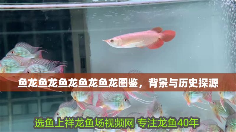 魚龍魚龍魚龍魚龍魚龍圖鑒，背景與歷史探源