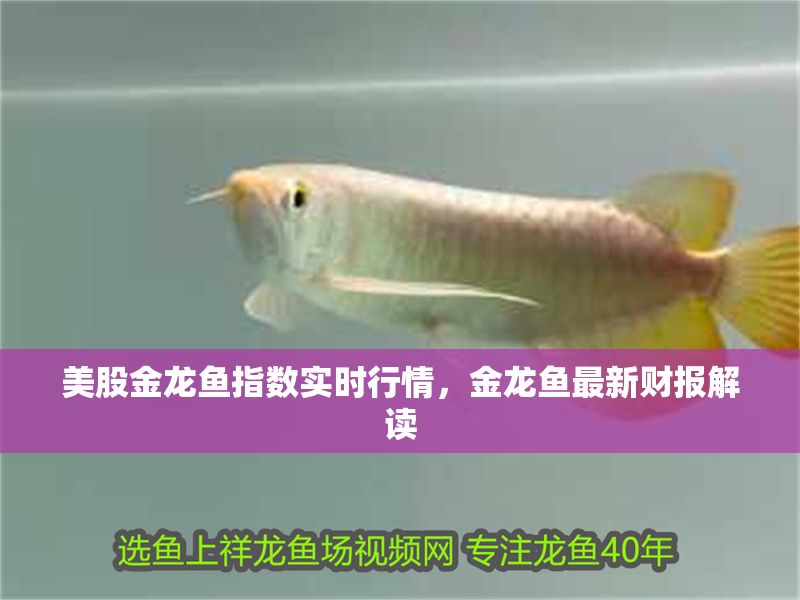 美股金龍魚指數實時行情，金龍魚最新財報解讀