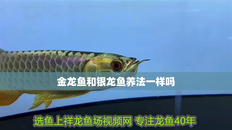 金龍魚和銀龍魚養(yǎng)法一樣嗎