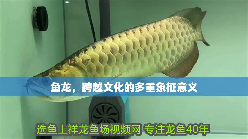 魚(yú)龍，跨越文化的多重象征意義