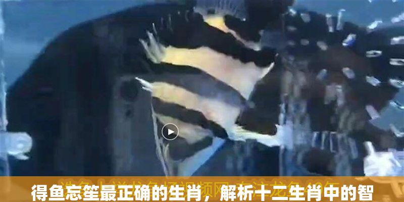 得魚忘笙最正確的生肖，解析十二生肖中的智慧與取舍，得魚忘笙最正確的生肖，十二生肖智慧與取舍深度解析