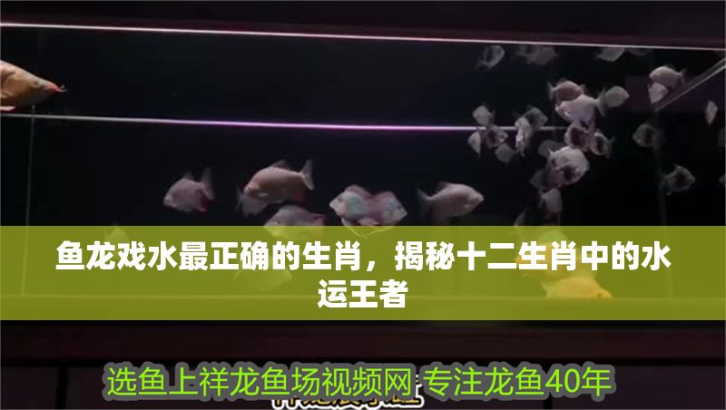 魚龍戲水最正確的生肖，揭秘十二生肖中的水運王者