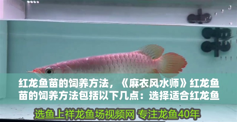 紅龍魚苗的飼養方法，《麻衣風水師》紅龍魚苗的飼養方法包括以下幾點：選擇適合紅龍魚