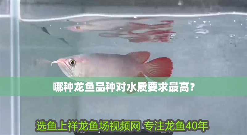 哪種龍魚品種對水質(zhì)要求最高？